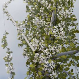 Linné - "Candélarbre" Végétal